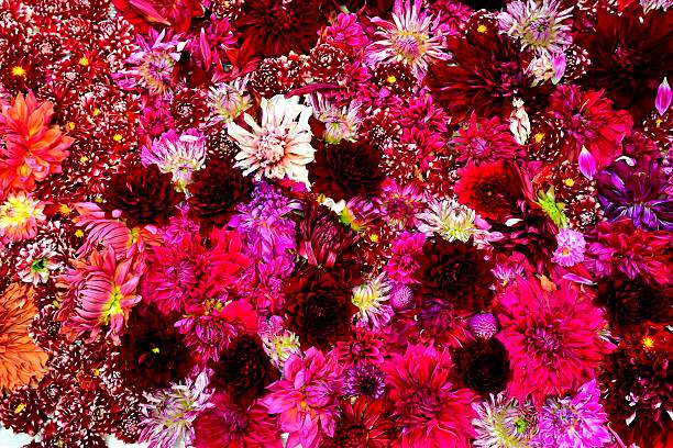 istock Carpet of Dahlia 619989798