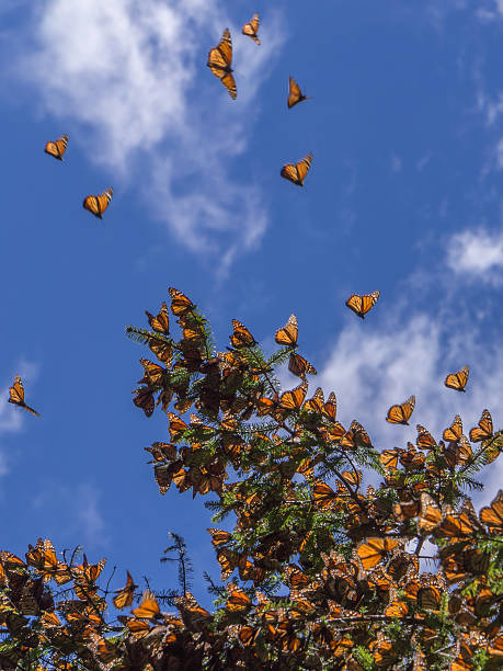 istock Monarch Butterflies on tree branch in blue sky background 619989800