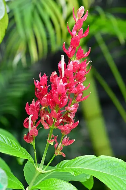 Native to rainforests of Venezuela and Central America, Brazilian red cloak is a tropical, semi-woody, evergreen shrub. Erect flowering spikes feature showy red bracts surrounding the somewhat hidden true white flowers. Flowers bloom in autumn to mid- winter with some additional bloom throughout the year.