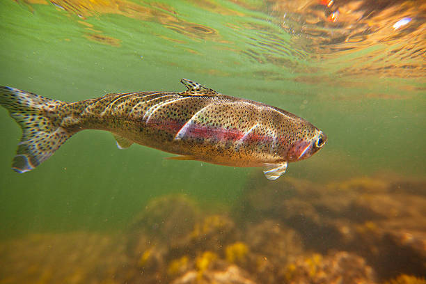 istock Rainbow Trout in Salmon River Idaho 619991804