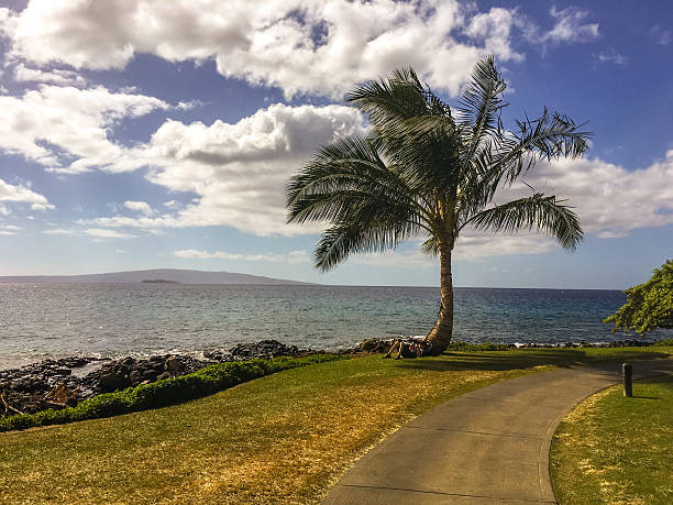 jeune homme avec livre sous palmier, maui, hawaï, usa - maui beach palm tree island photos et images de collection