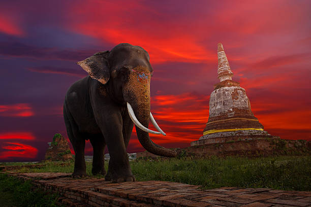 istock Elephants and stupa at Ayutthaya in Thailand 619993376