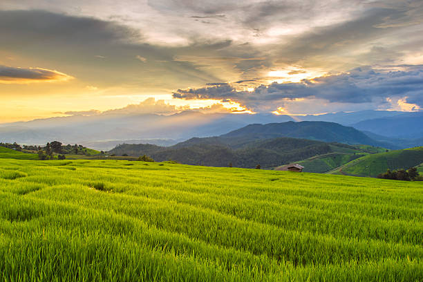 istock Green Terraced Rice Field in Pa Pong Pieng 619994602