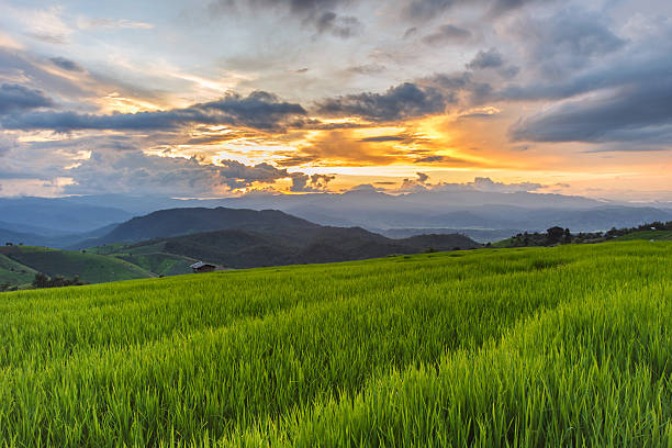 istock Green Terraced Rice Field in Pa Pong Pieng 619994648