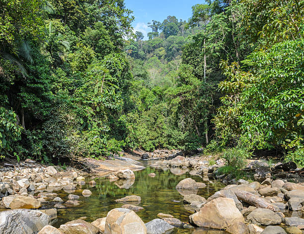 istock Mountain stream in green forest at summer time 619994828