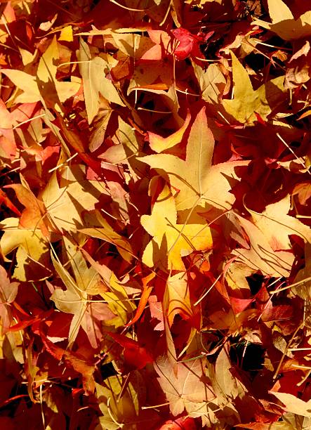 istock Close-up Of Freshly Fallen Leaves 619994912