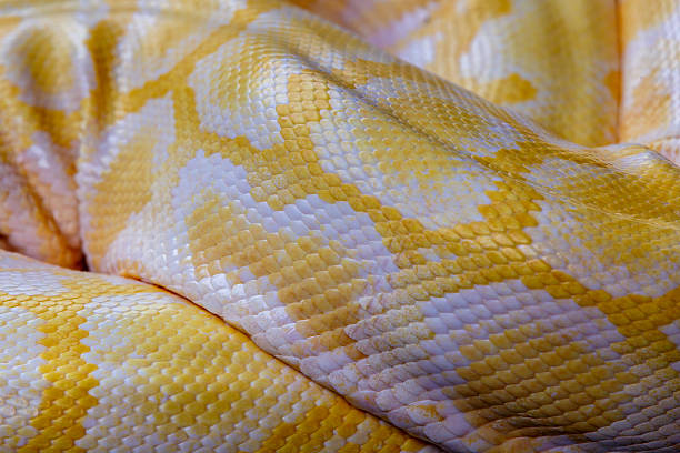 Everglades Yellow Python's 60+ Python Everglades Stock Photos, Pictures & Royalty-Free Images - iStock