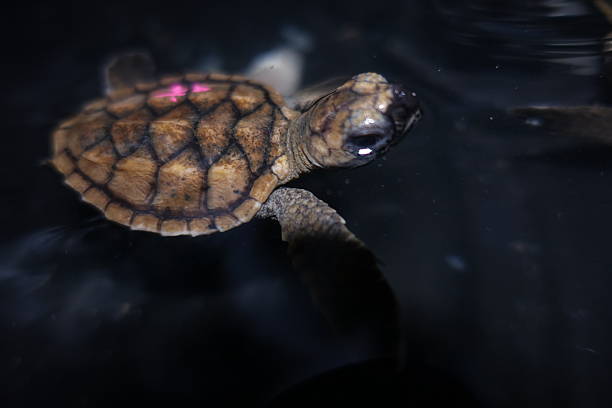 istock baby sea turtle being fed 619995768