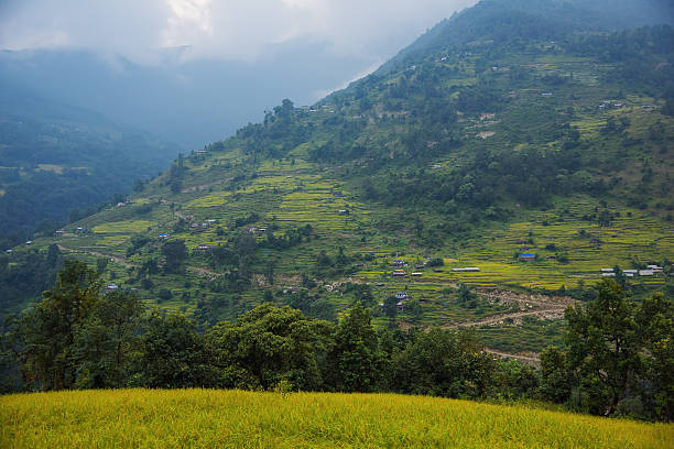 Rice terraces in Annapurna conservation area, Nepal.
