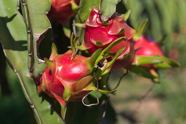 istock Dragon fruit or Pitaya Pitahaya plantation in Thailand Hylocer 619997774