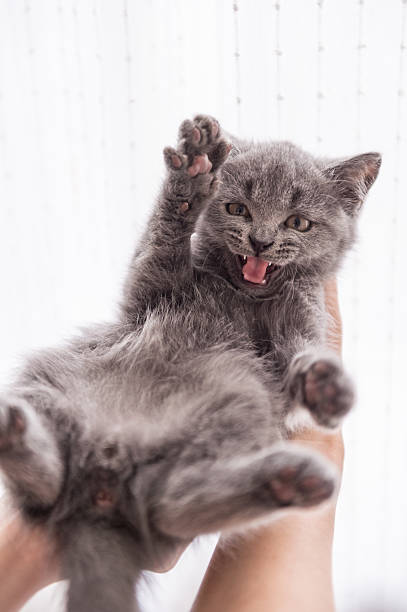 istock The grey shorthair kitten 619998944