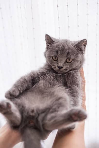 istock The grey shorthair kitten 619999004
