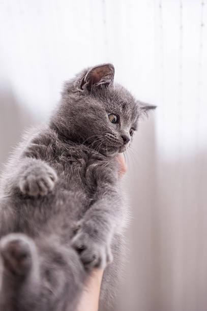 istock The grey shorthair kitten 619999064