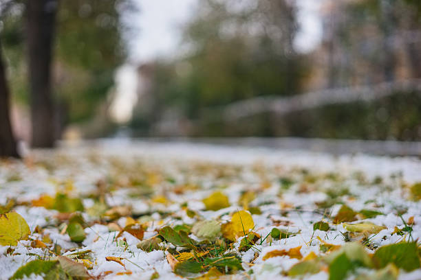 istock Autumn fallen leaves on the first snow 619999338