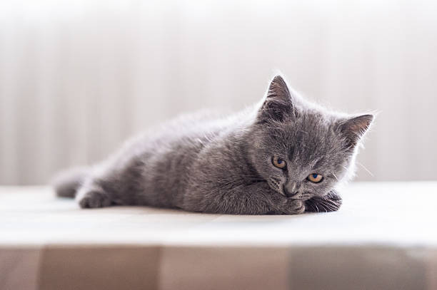 istock The grey shorthair kitten 619999422