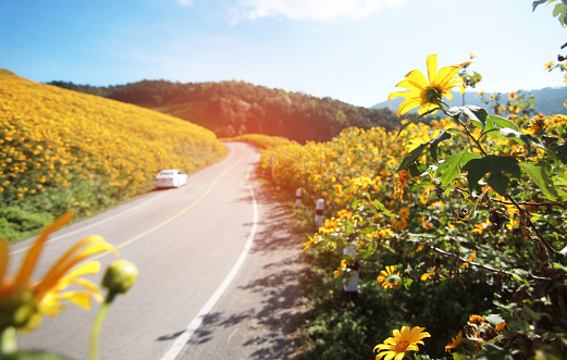 The way forward, Highway road, Wayside Flowers, Tree marigold, Mexican sunflower in the north of Thailand
