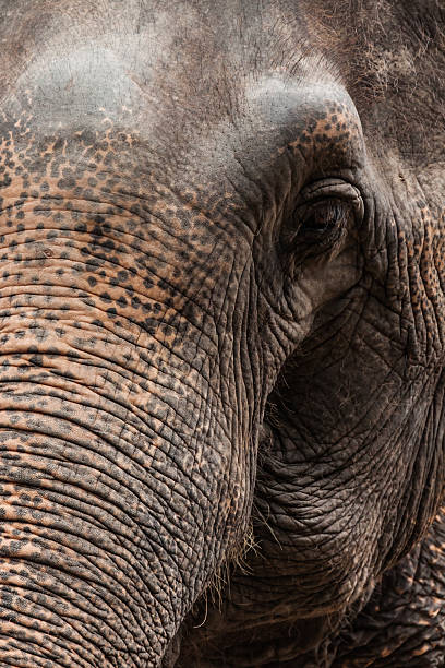 istock Close up eyes of  Asian elephant 620000502