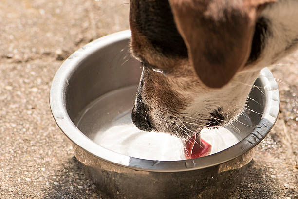 Dog drinking water from a bowl - Jack Russell Terrier stock photo