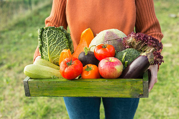 agriculteur tenant une boîte avec des légumes biologiques frais - senior adult gardening freshness recreational pursuit photos et images de collection