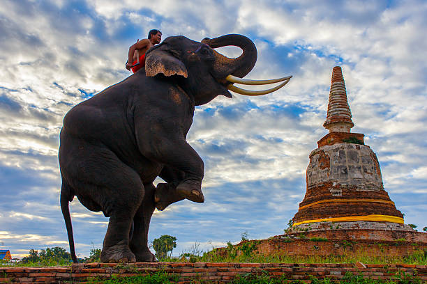 istock Elephants and stupa at Ayutthaya in Thailand 620003056