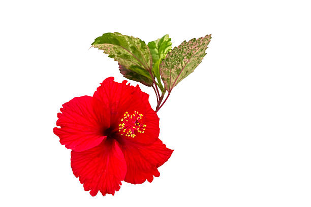 istock Red China Rose flower on white .Saved with clipping path. 620003746