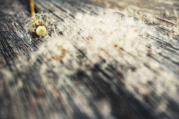 dandelion and vintage wood stock photo