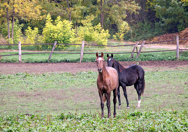 istock two horses on farm agriculture 620004024
