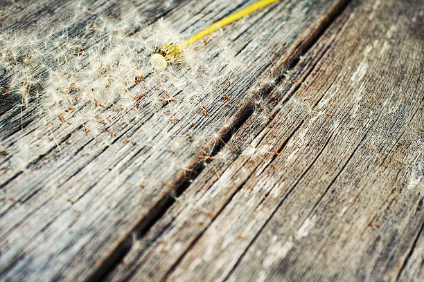 dandelion and vintage wood stock photo