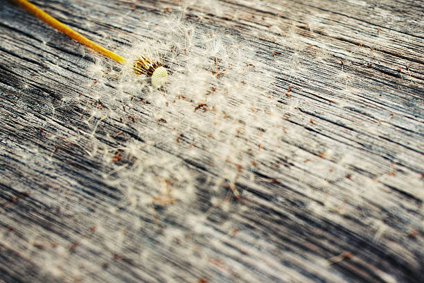 dandelion and vintage wood stock photo