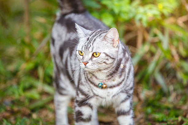 gros plan sur le chat américain à poil court. - domestic cat playful cute close up photos et images de collection