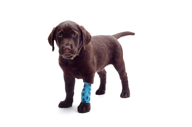 bangade blu sulla zampa del labrador - animal recovery illness pets foto e immagini stock