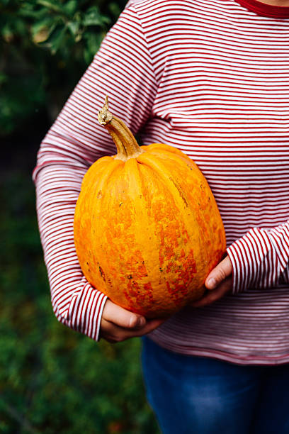 istock ripe, organic, orange pumpkin in the hands. Sunny fall day. 620005784