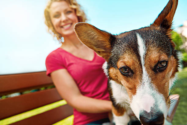 istock Of course he’s cute, he’s a corgi 620006486