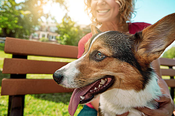 istock What a wonderful world it is with dogs in it 620006726