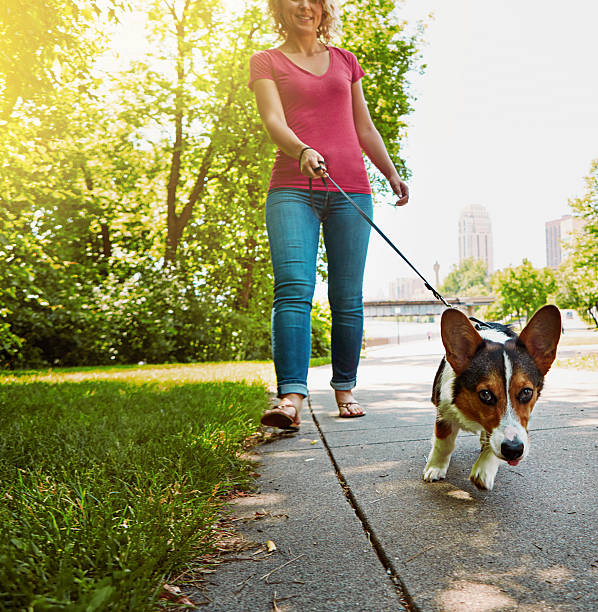 istock Taking the right steps towards a healthy and happy pet 620006930