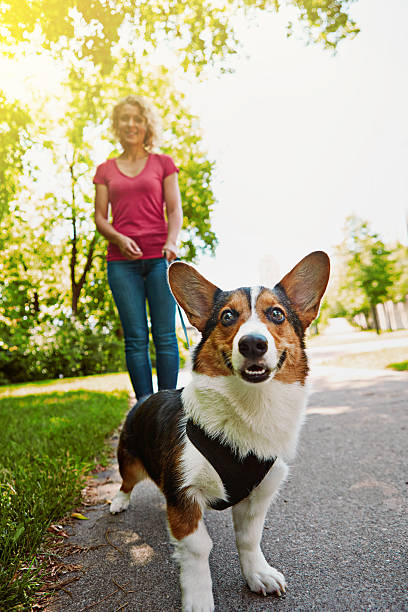 Shot of an attractive young woman walking her dog in the park
