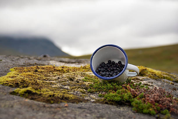 Millions of blueberries are growing in the Sarek national park of Sweden