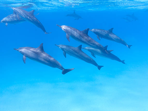 istock Group of dolphins in tropical sea, underwater 620008232