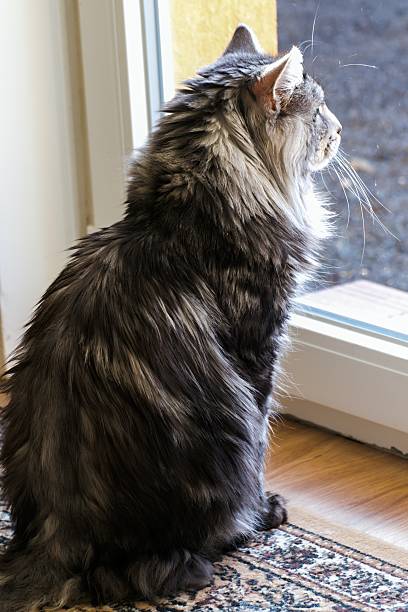 istock Maine coon resting at home 620008368