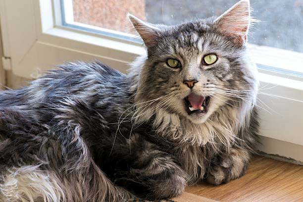 istock Maine coon resting at home 620365508