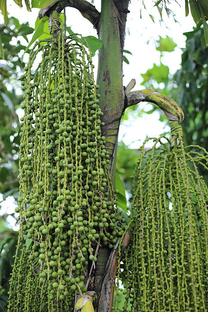 istock Betel palm or Betel nut 620365870