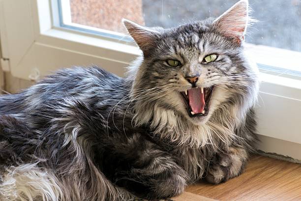 istock Maine coon resting at home 620365994