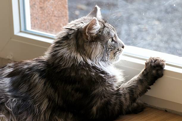 istock Maine coon resting at home 620367896
