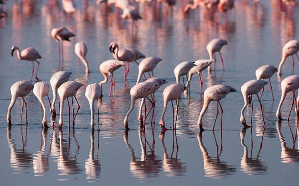 istock Big group flamingos on the lake. Kenya. 620368478
