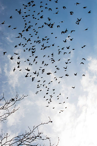 istock Birds lives in the natural environment 620368588