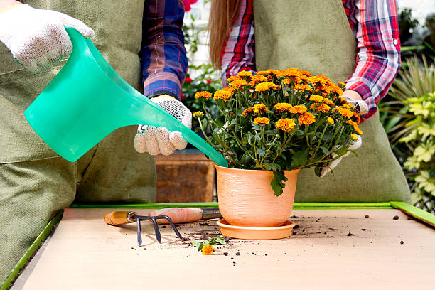 trabalhando na área da estufa, - gardening shovel digging flower bed - fotografias e filmes do acervo