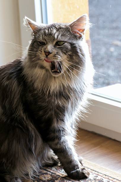 istock Maine coon resting at home 620369394