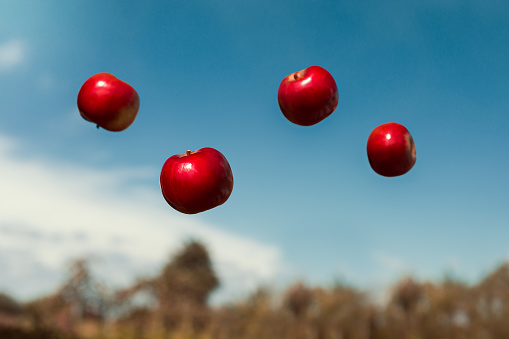 ripe apples in zero gravity thrown in the air. Autumn ripe apples, floating in zero gravity. Ripe fruits with vitamins.