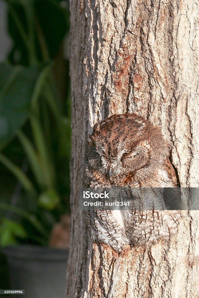 Sleeping owl in  a hole of tree trunk(5) - Royalty-free Animal Foto de stock