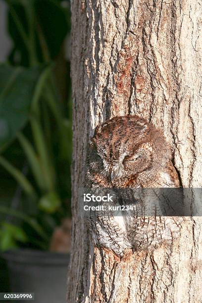 Sleeping Owl In A Hole Of Tree Trunk - Fotografias de stock e mais imagens de Animal - Animal, Ao Ar Livre, Ave de Rapina